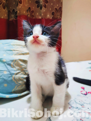 Mixed breed kitten